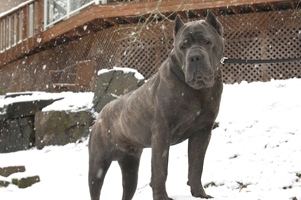 Old World's One Last Vandal